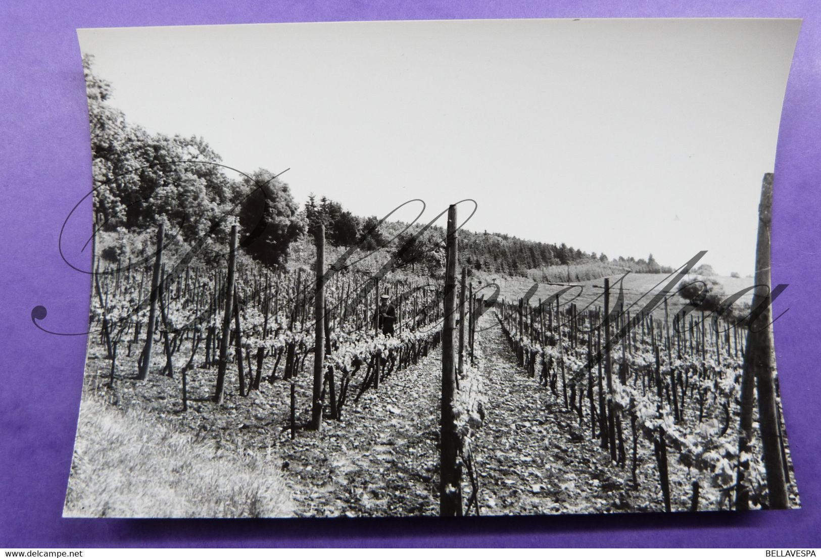 Torgny La Provence Belge Le Vignoble - Rouvroy