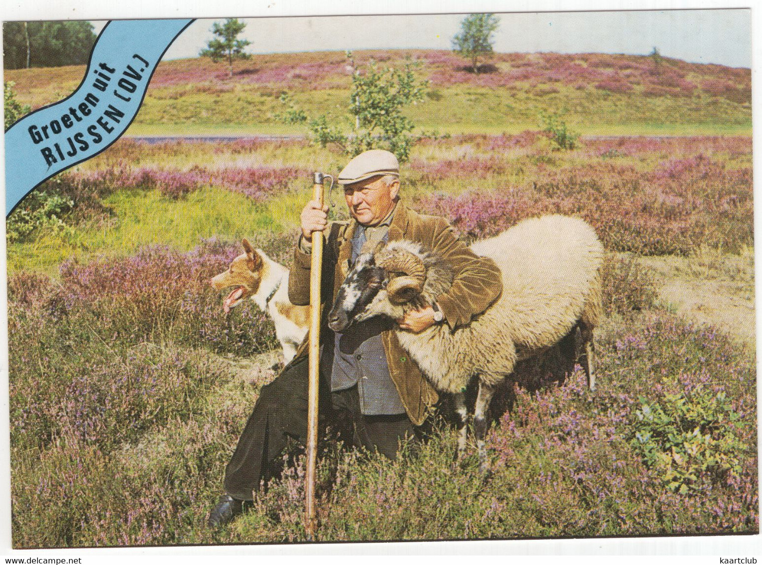 Groeten Uit Rijssen (OV.) - (Nederland / Holland)  - Nr.  666 - Herder, Ram, Hond, Heide - Rijssen