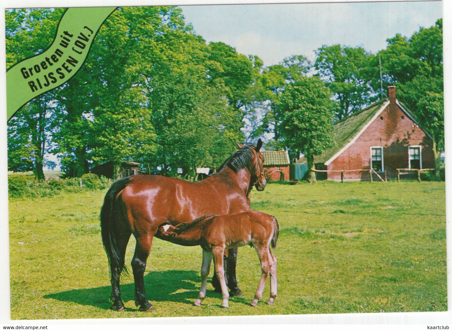 Groeten Uit Rijssen (OV.) - (Nederland / Holland)  - Nr. 635 - Paard En Veulen Voor De Boerderij - Rijssen