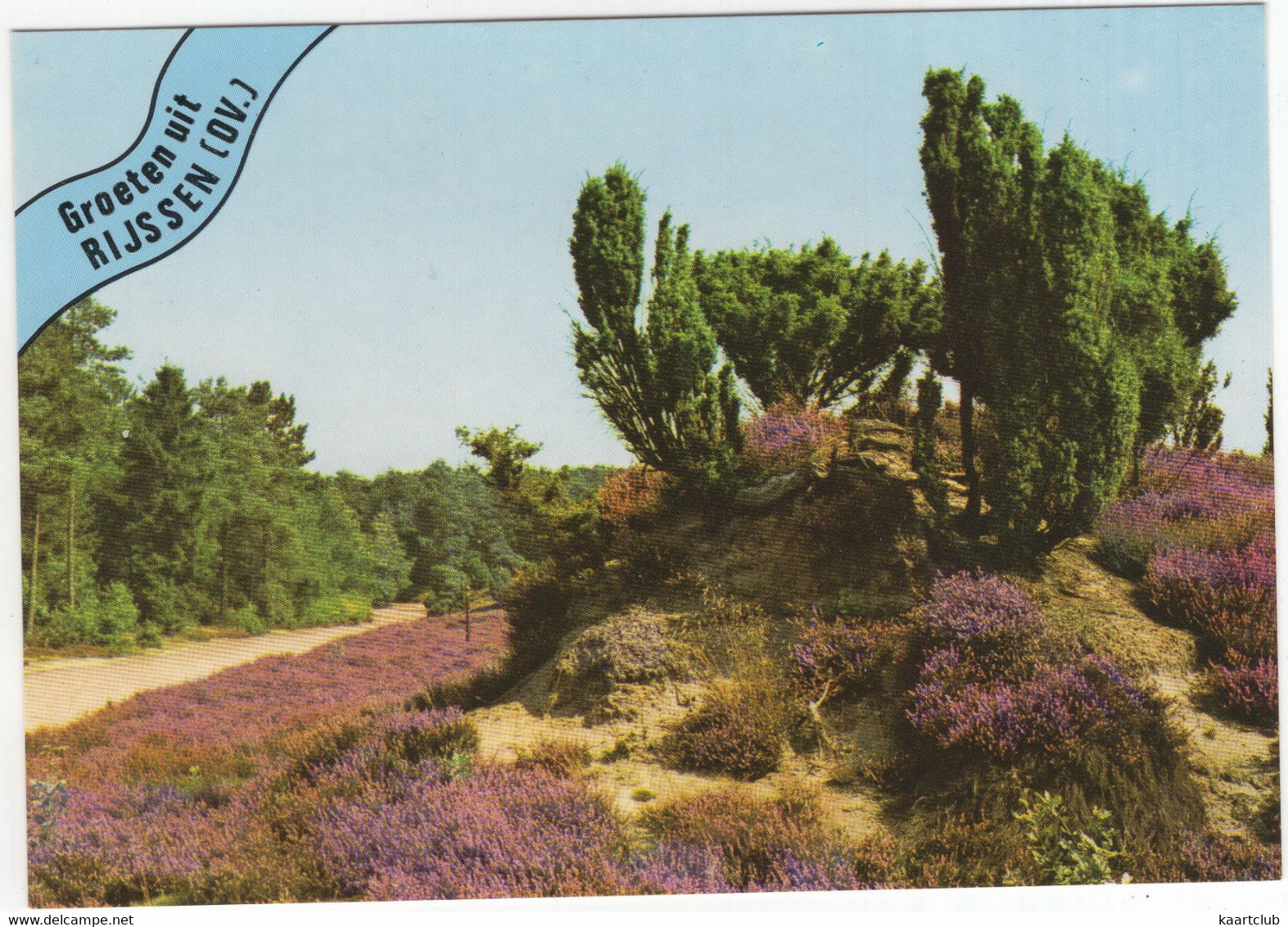 Groeten Uit Rijssen (OV.) - (Nederland / Holland)  - Nr. 698 - Struiken Op De Heide - Rijssen