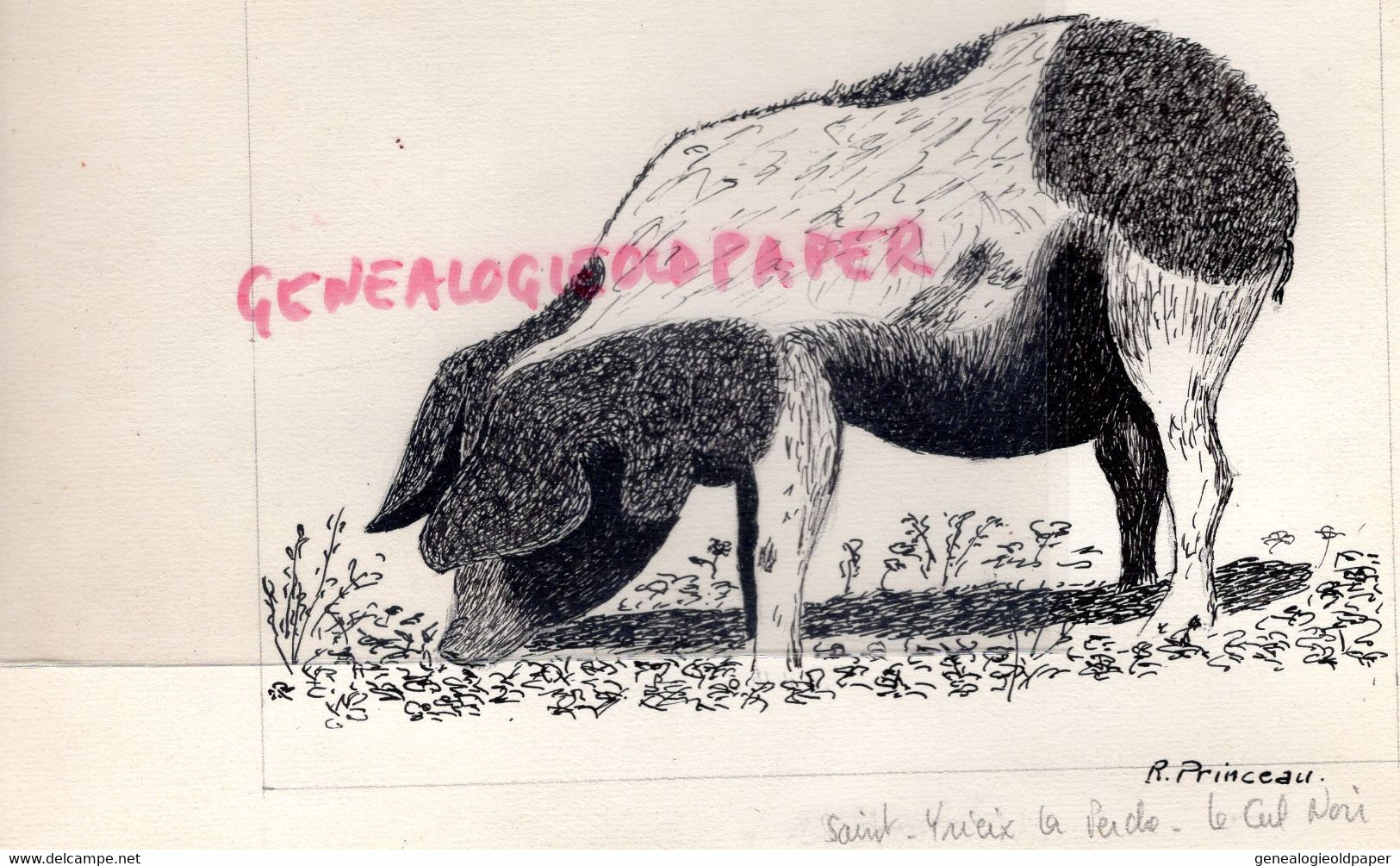 87- SAINT ST YRIEIX LA PERCHE - DESSIN ENCRE DE CHINE COCHON LE CUL NOIR - R. PRINCEAU - Drawings