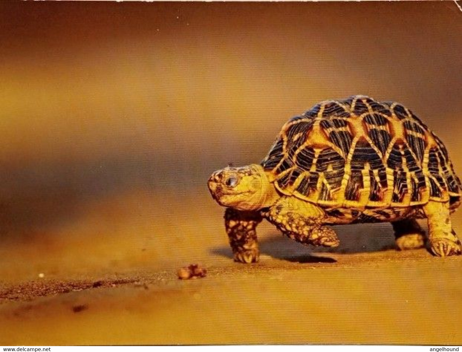 Turtle - Tartarughe