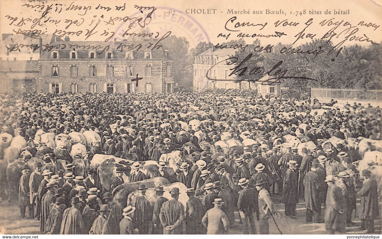 49 - MAINE ET LOIRE - CHOLET - Marché Au Bœuf - Bétail  (10069) - Cholet