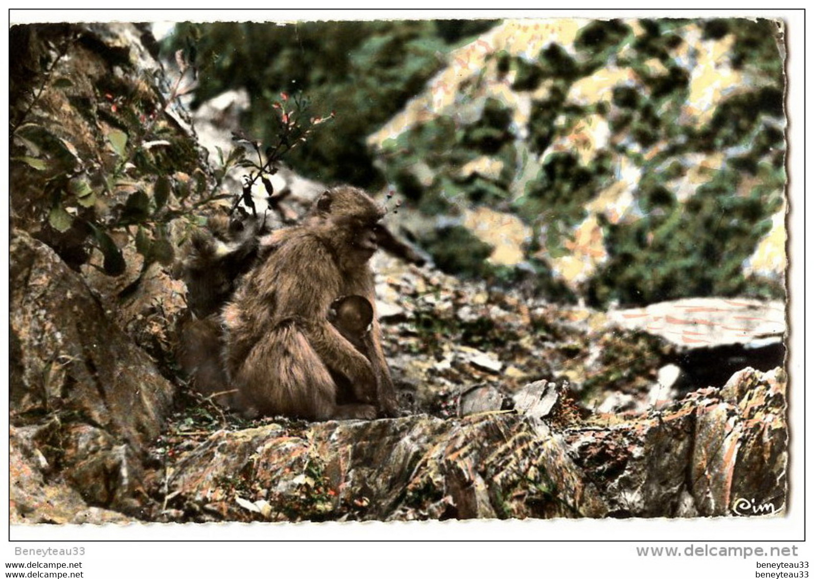 CPA (Réf : Q 036)  BLIDA - MEDEA - ALGER (AFRIQUE ALGÉRIE) 419 - Le Ruisseau Des Singes. Une Guenon Et Son Petit - Blida