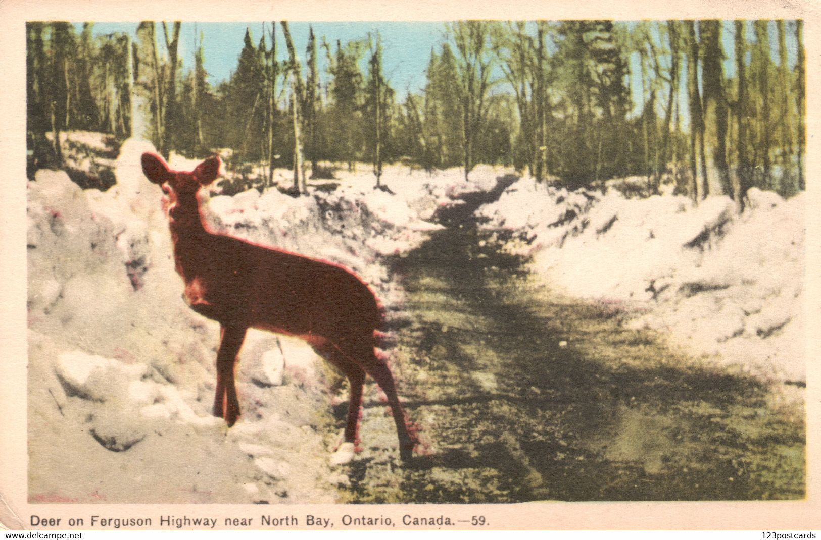 Deer On Ferguson Highway Near North Bay - Ontario - Canada - North Bay