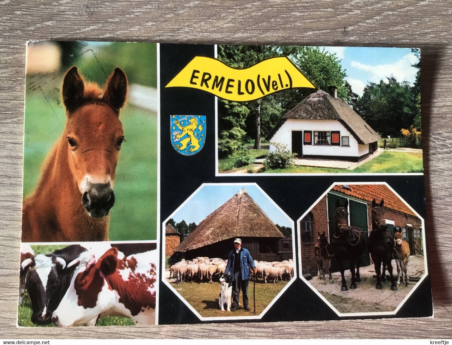 Nederland Pays-Bas Holland. Ermelo.( Boer Schaap Hond Paard Koeien Veulen Schapen Huis ) - Ermelo