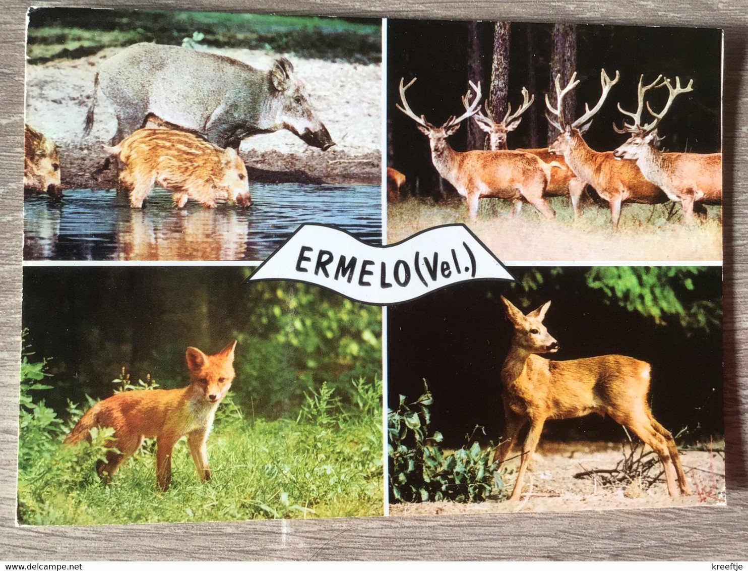 Nederland Pays-Bas Holland. Ermelo. ( Everzwijn Hert Ree Vos ) - Ermelo