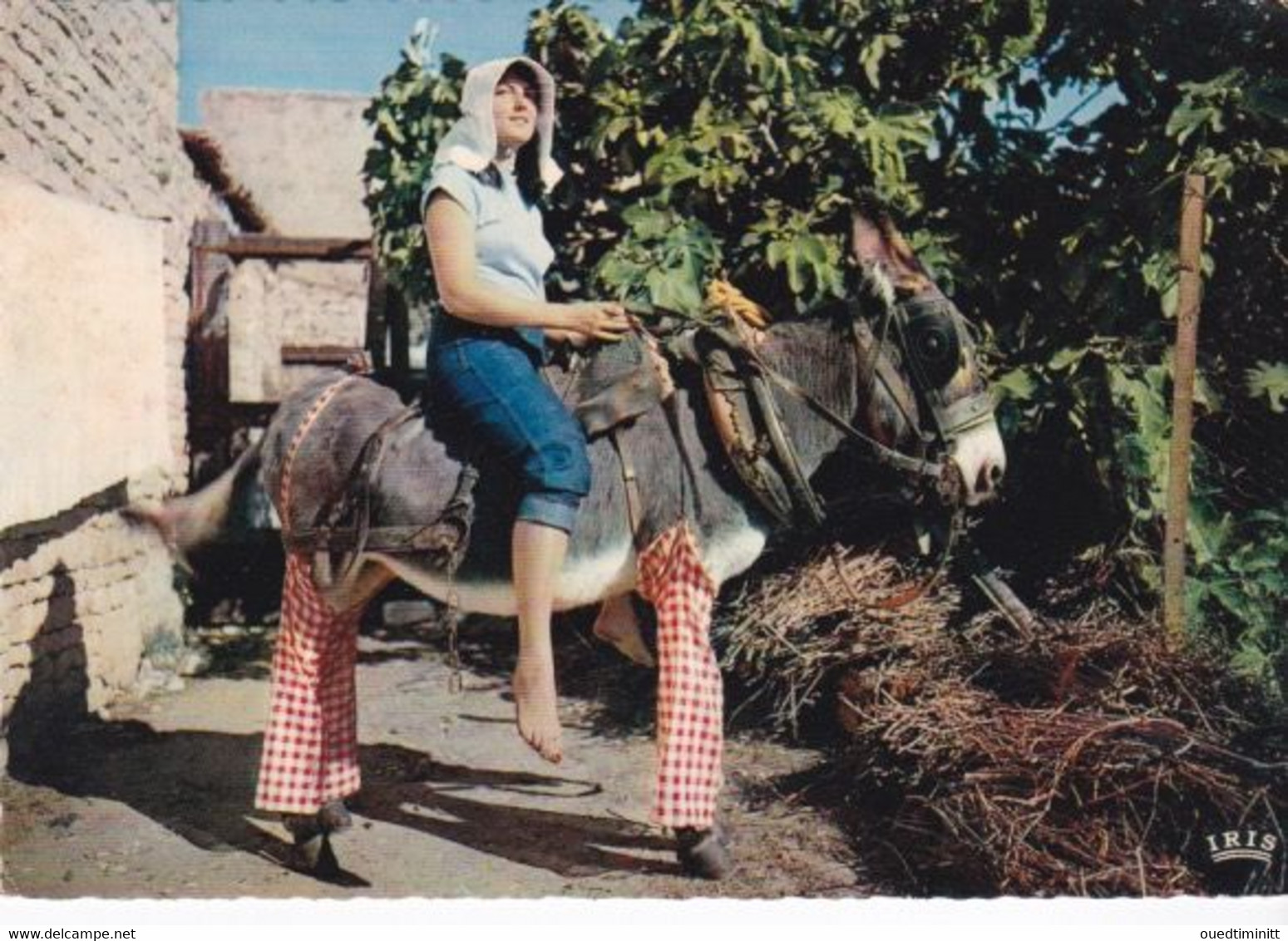 Belle Cpsm Dentelée Grand Format. L'âne En Culottes De L'île De Ré - Esel