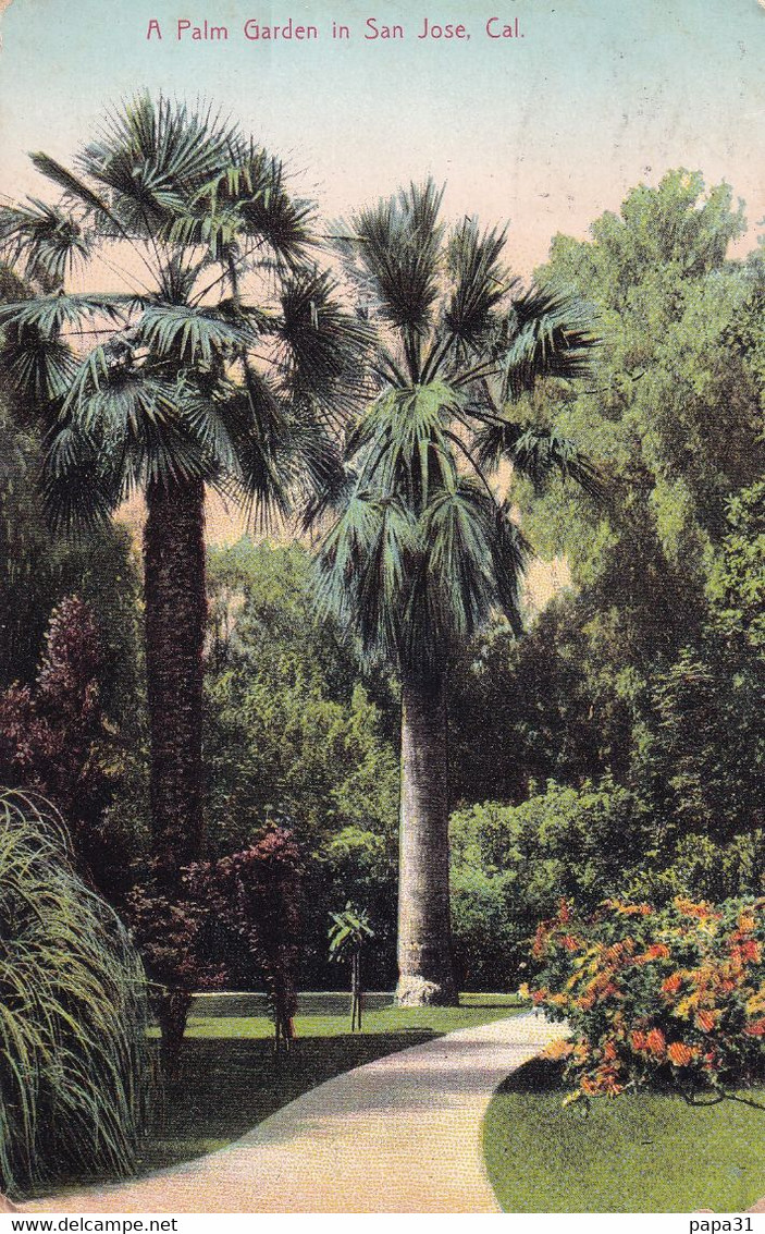 A Palm Garden In San José  CALIFORNIA - San Jose