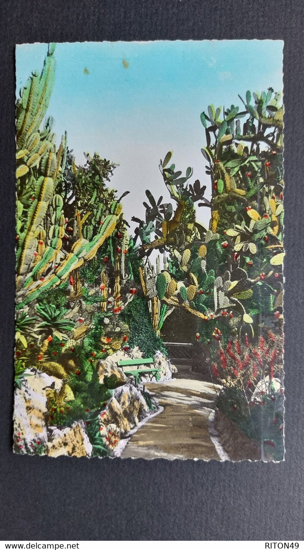 CARTE POSTALE JARDIN EXOTIQUE DE MONACO 1950 MONTE CARLO A SORO DANEMARK TIMBRES PRINCE DE MONACO 15 F ET 12F - Monte-Carlo