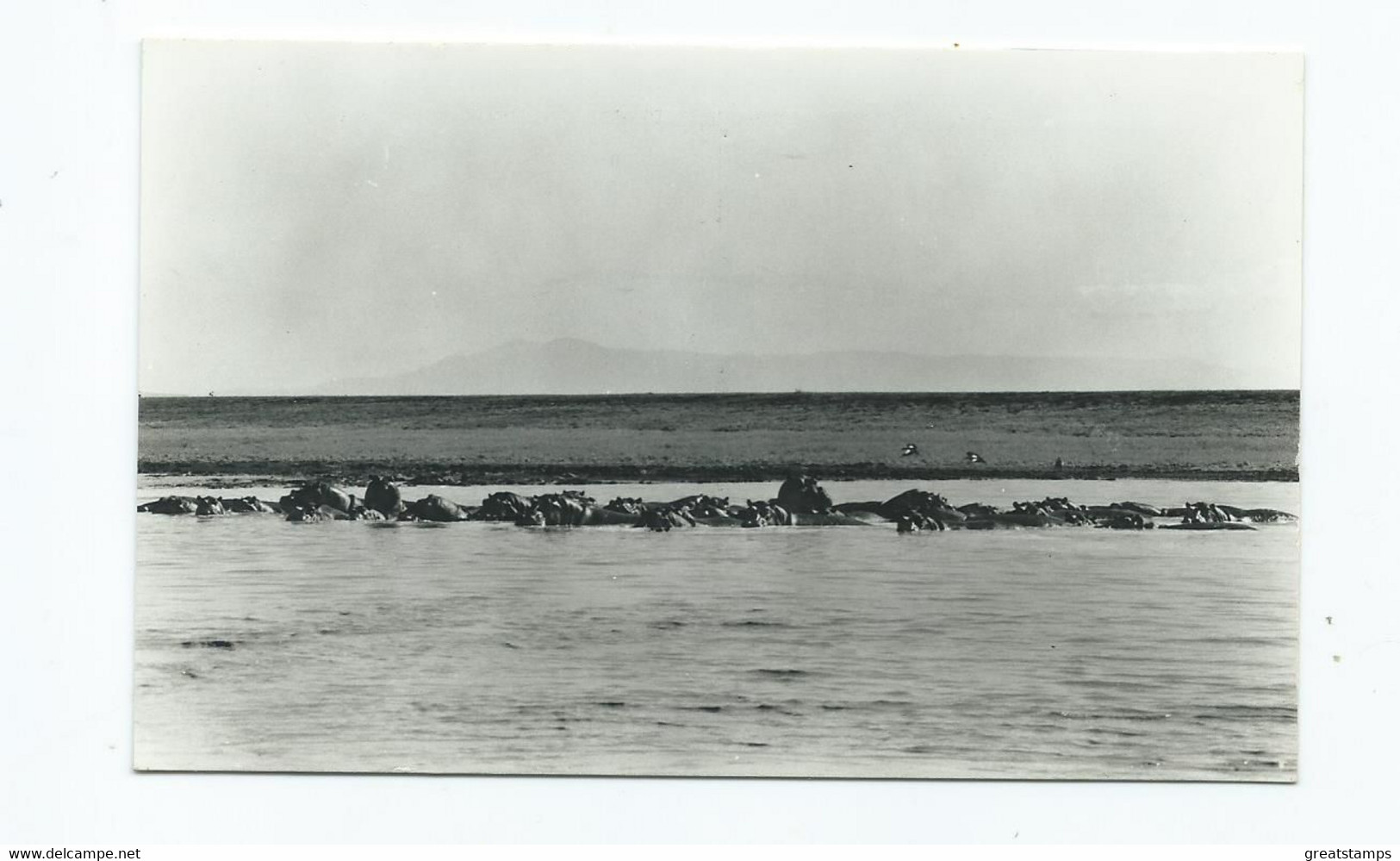 Postcard Hippopotamus Mozambique Rp Unused - Hippopotamuses