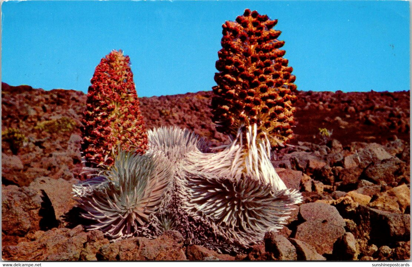 Hawaii Maui Silversword Plant In Bloom 1972 - Maui