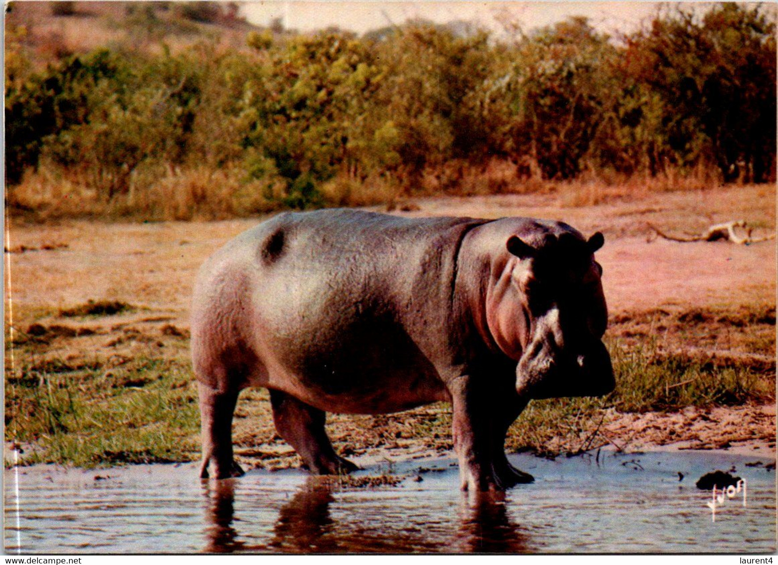 (3 F 24) Hippopotame - Hippopotamus - Ippopotami