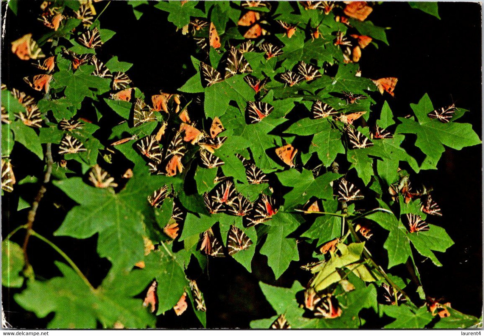 (3 F 24) Greece - Rodos Butterfly - Papillons - Papillons