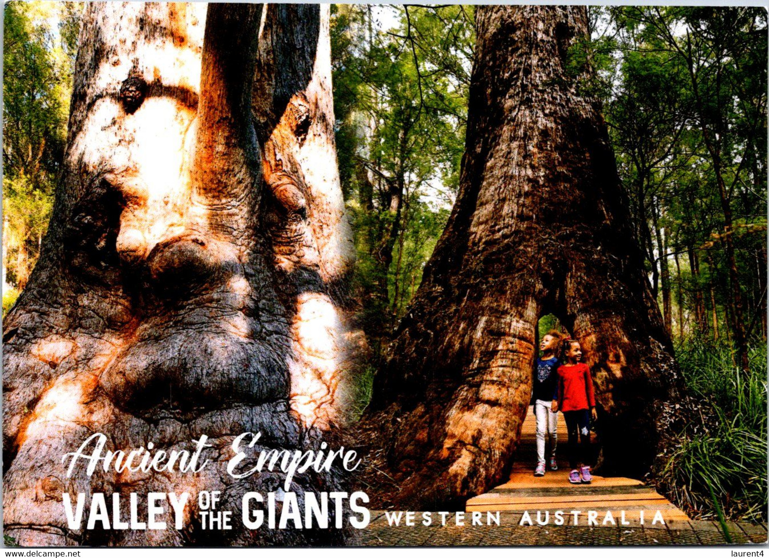 (2 F 28) Australia - WA - Valley Of The Giants (posted To Australia Motorbike Stamp) - Other & Unclassified