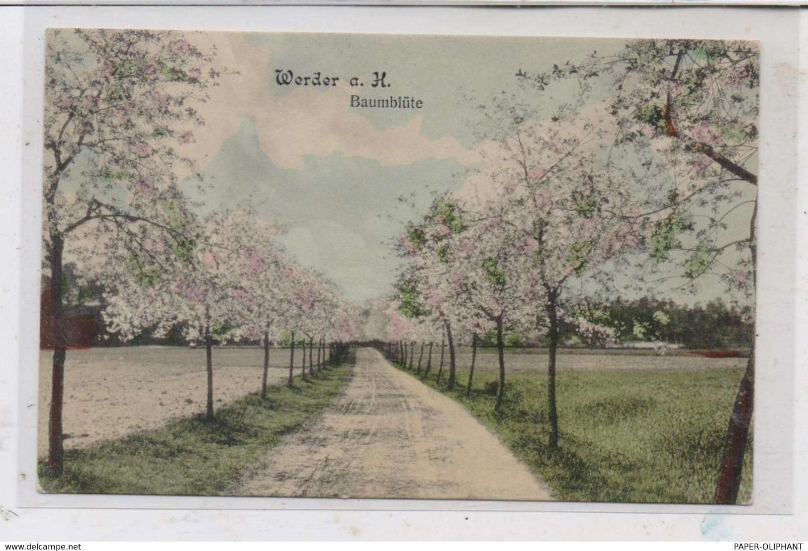 0-1506 WERDER / Havel, Baumblüte, Saulsohn - Berlin, 1907 - Werder