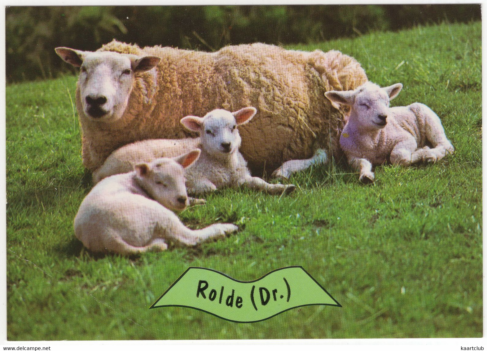 Rolde - (Drenthe, Nederland / Holland) - Nr. L 3370 - Schaap, Lammetjes - Rolde