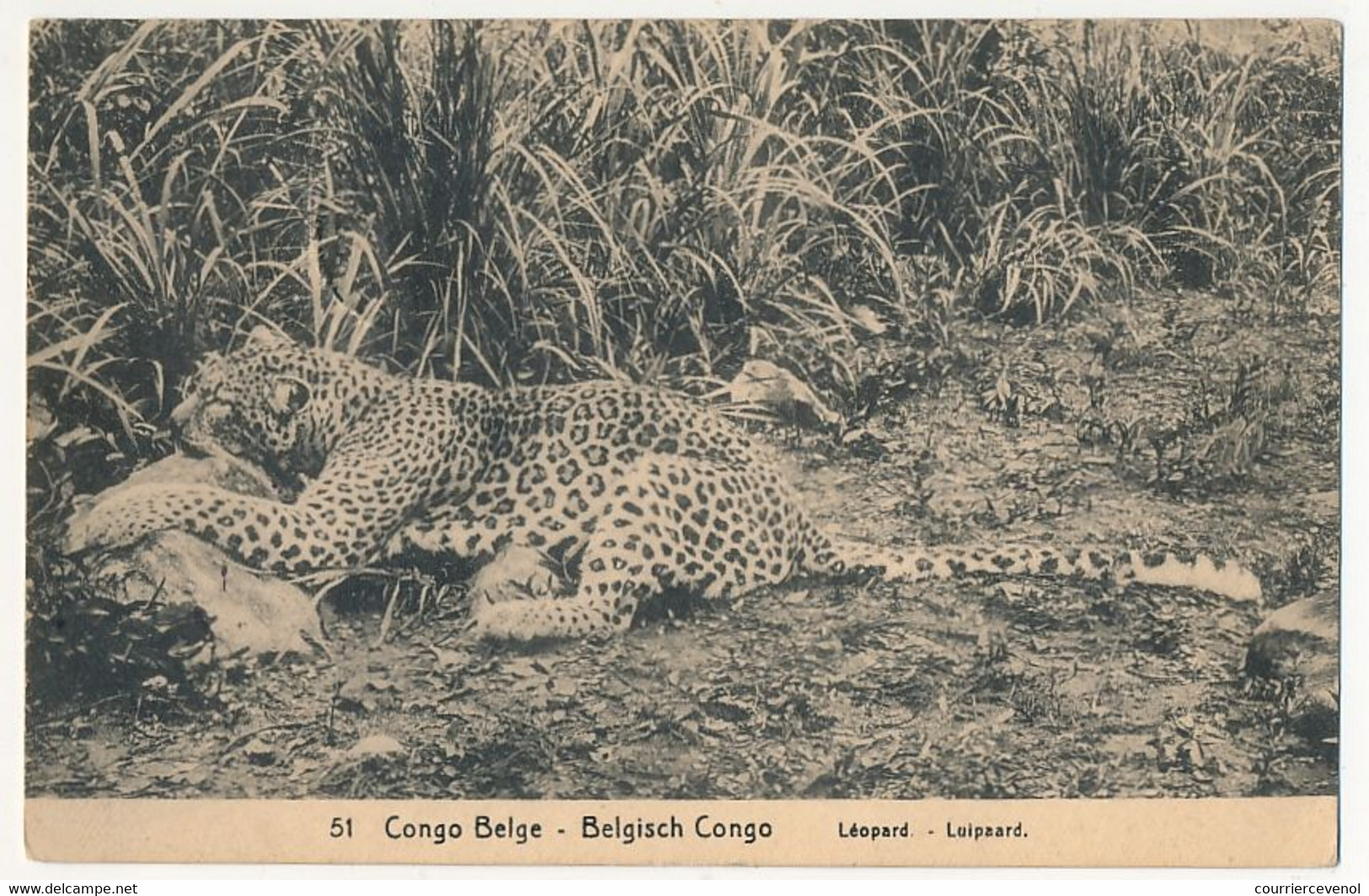 CONGO BELGE - CPA Entier 10c Palmier - Léopard - Entiers Postaux