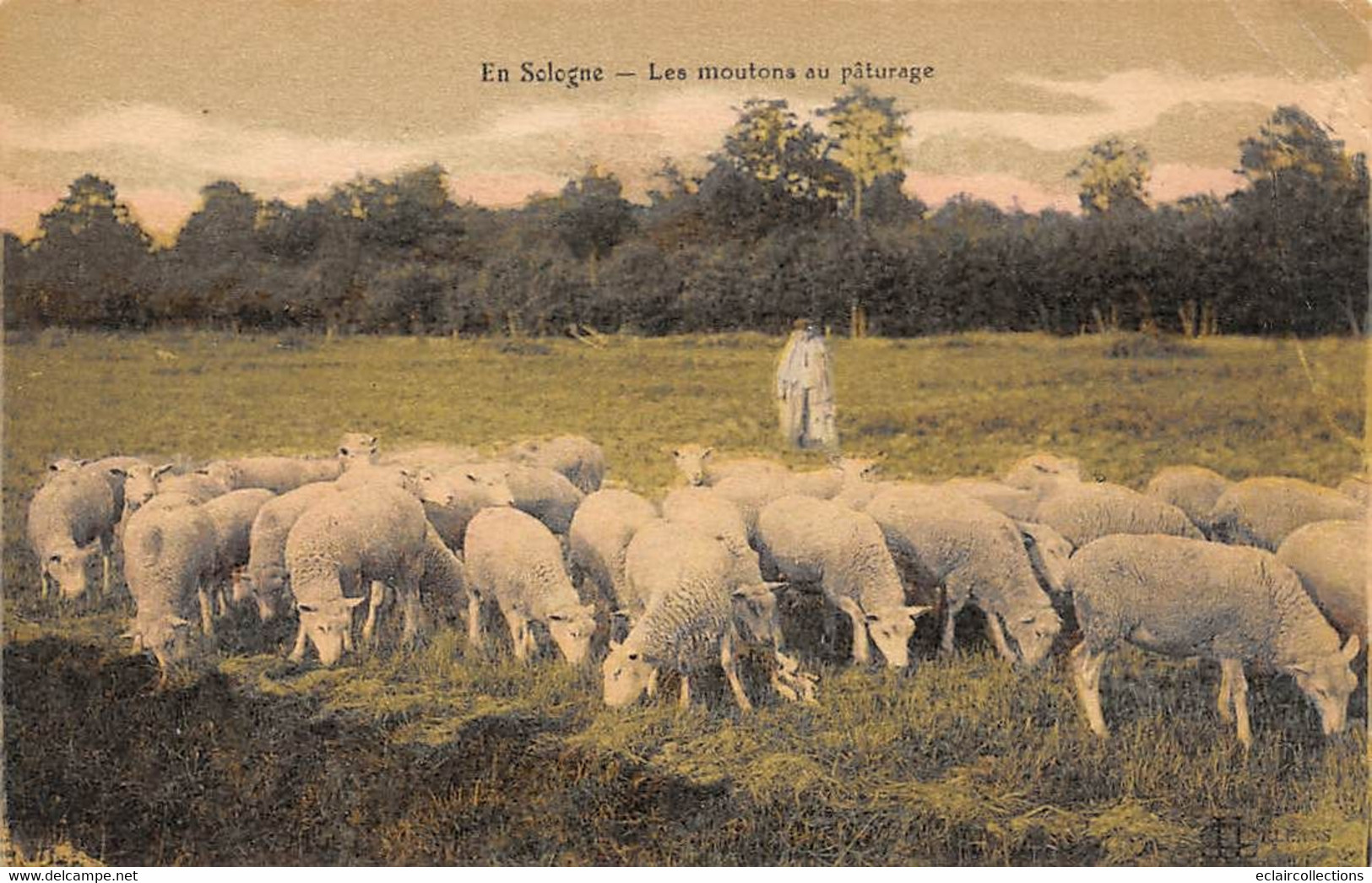 En Sologne Ou Gatinais     45        Les Moutons Au Pâturage       Voir Scan) - Autres & Non Classés