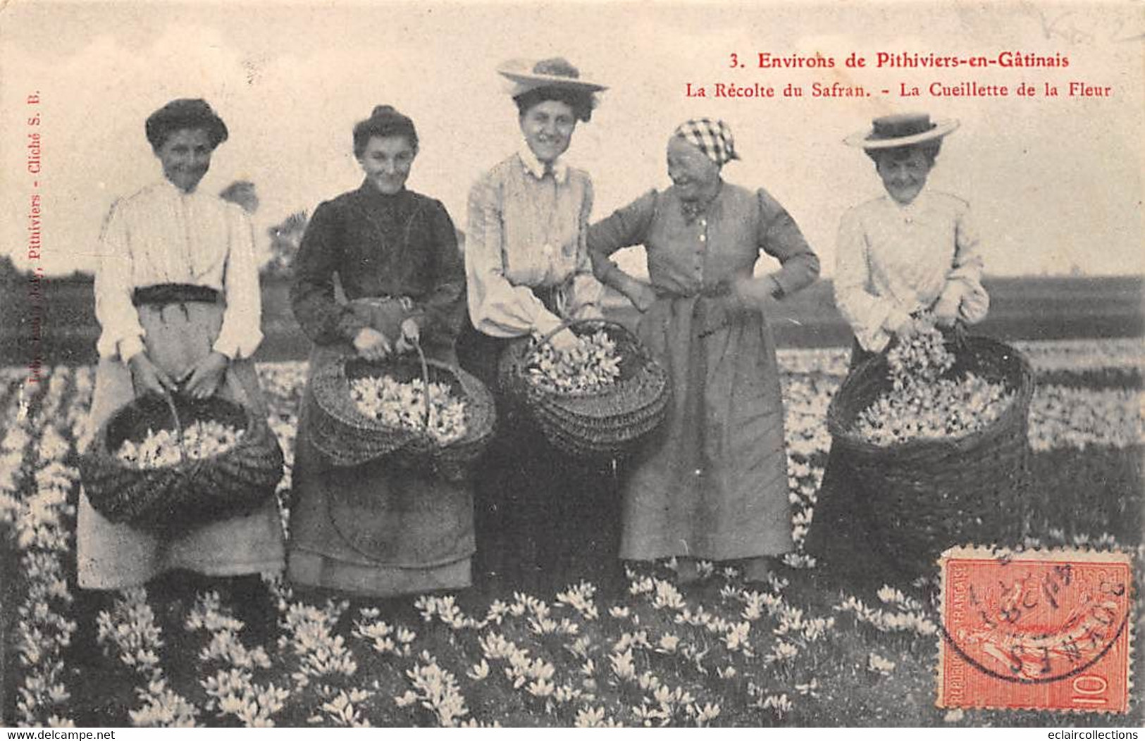 En Sologne Ou Gatinais     45     La Récolte Du Safran . La Cueillette De La Fleur        (voir Scan) - Autres & Non Classés