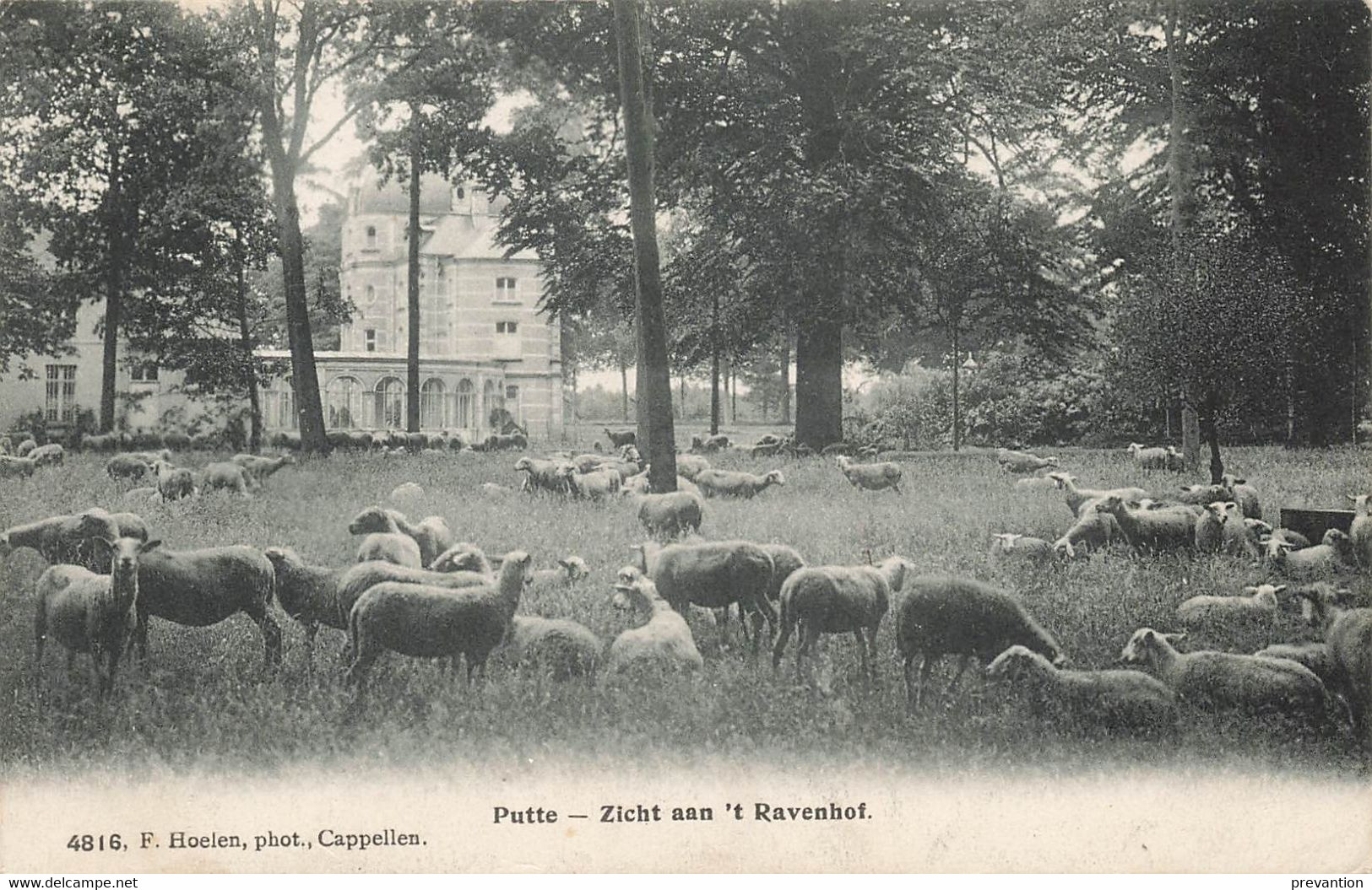 PUTTE - Zicht Aan T' Ravenhof - Carte Animée Par Un Troupeau De Moutons - Carte Circulé - Putte