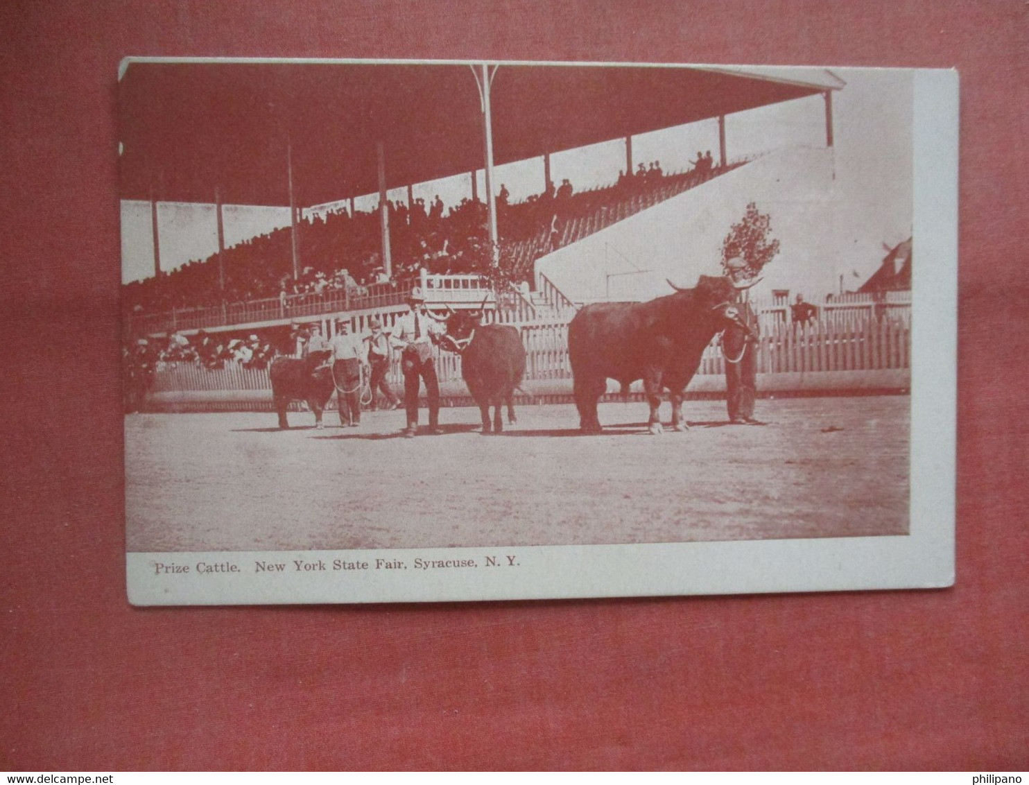 Prize Cattle.    New York State Fair.  Syracuse  New York     Ref 5464 - Syracuse