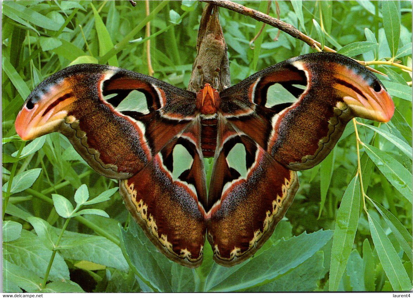 (3 F 32) UK (posted To Australia) - Giant Atlas Moth - Butterfly - Papillons