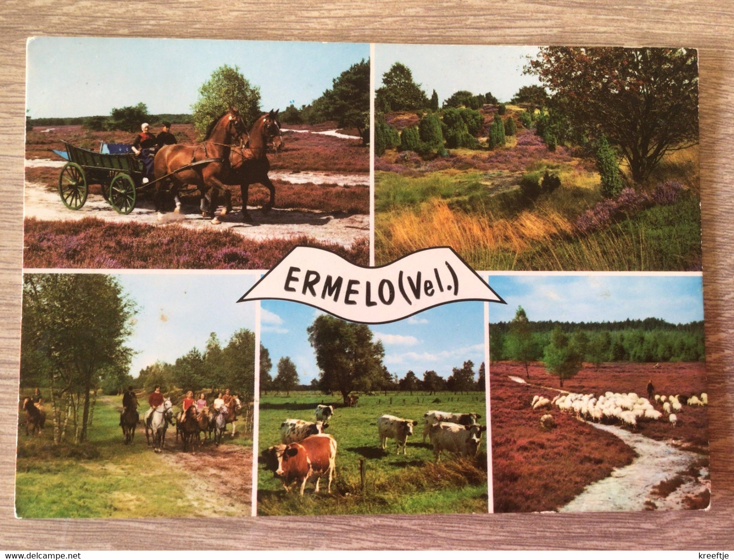 Nederland Pays-Bas Holland. Ermelo. 1977 ( Paard Kar Paardrijden Koe Schaap ) - Ermelo