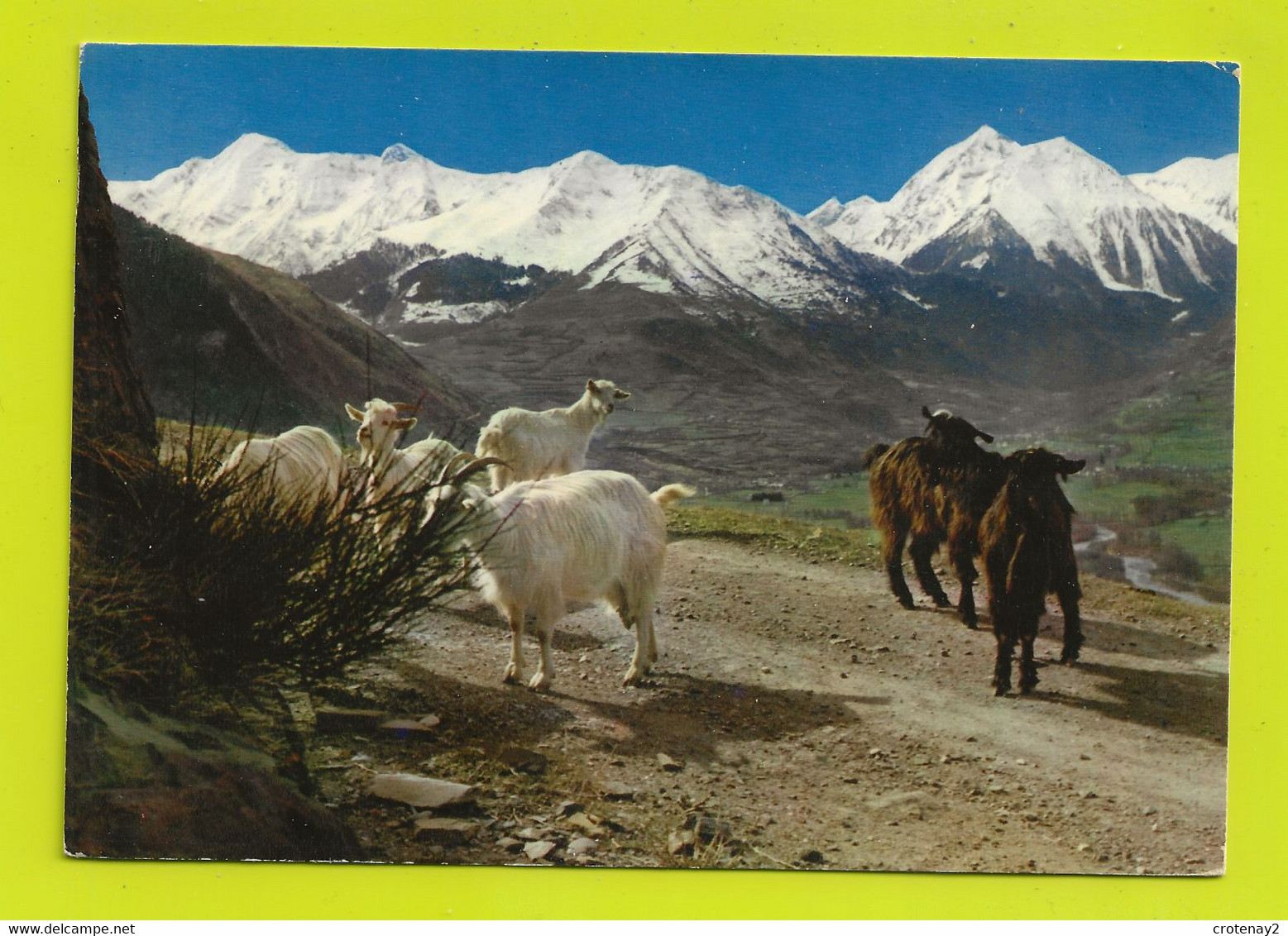 65 Vallée D'AURE N°74 Montagnes Du RIEUMAJOU Corniche De Grailhen Postée à ARREAU En 1973 Beau Troupeau De Chèvres - Vielle Aure