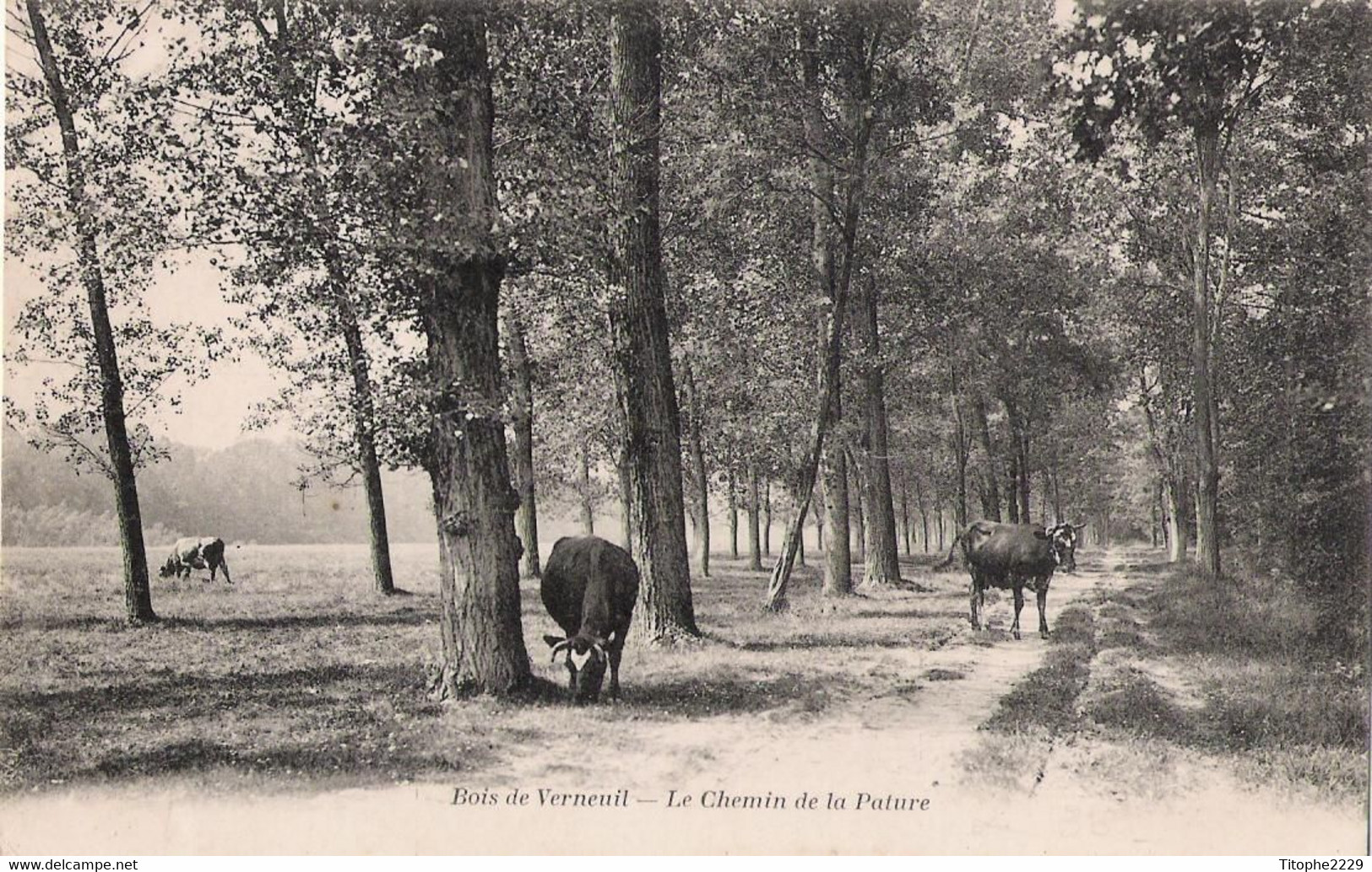 78 - BOIS De VERNEUIL - Le Chemin De La Pature (vaches) - Verneuil Sur Seine