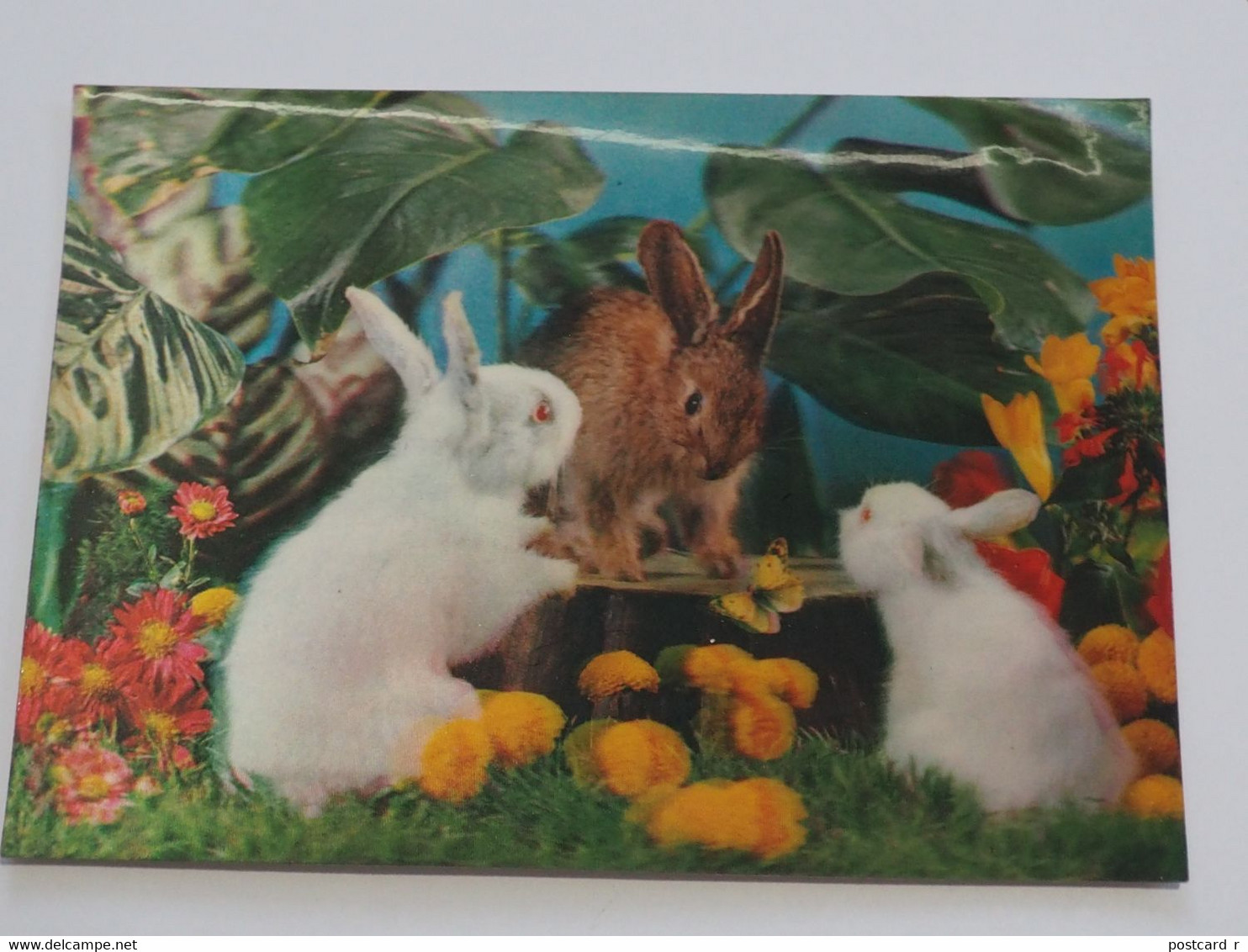 3d 3 D Lenticular Stereo Postcard Rabbits  A 214 - Cartoline Stereoscopiche