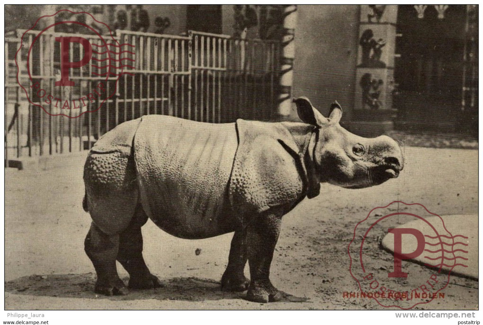 RINOCERONTE / RHINO - Rhinocéros