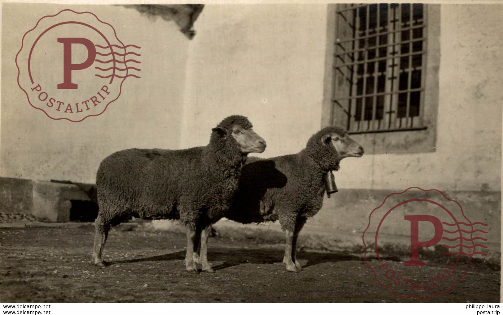 DON BENITO (BADAJOZ). LOTE OVEJAS DE MERINO FINO TRASUMANTE F.H.A. POSTAL FOTOGRAFICA - Badajoz