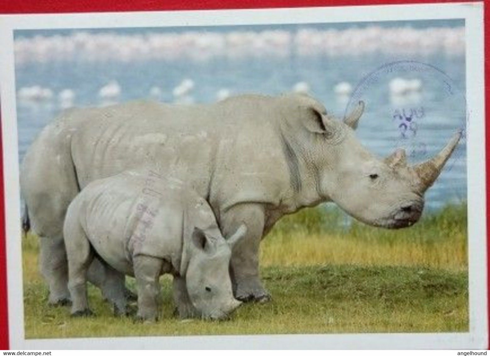 Rhinoceros - Rinoceronte