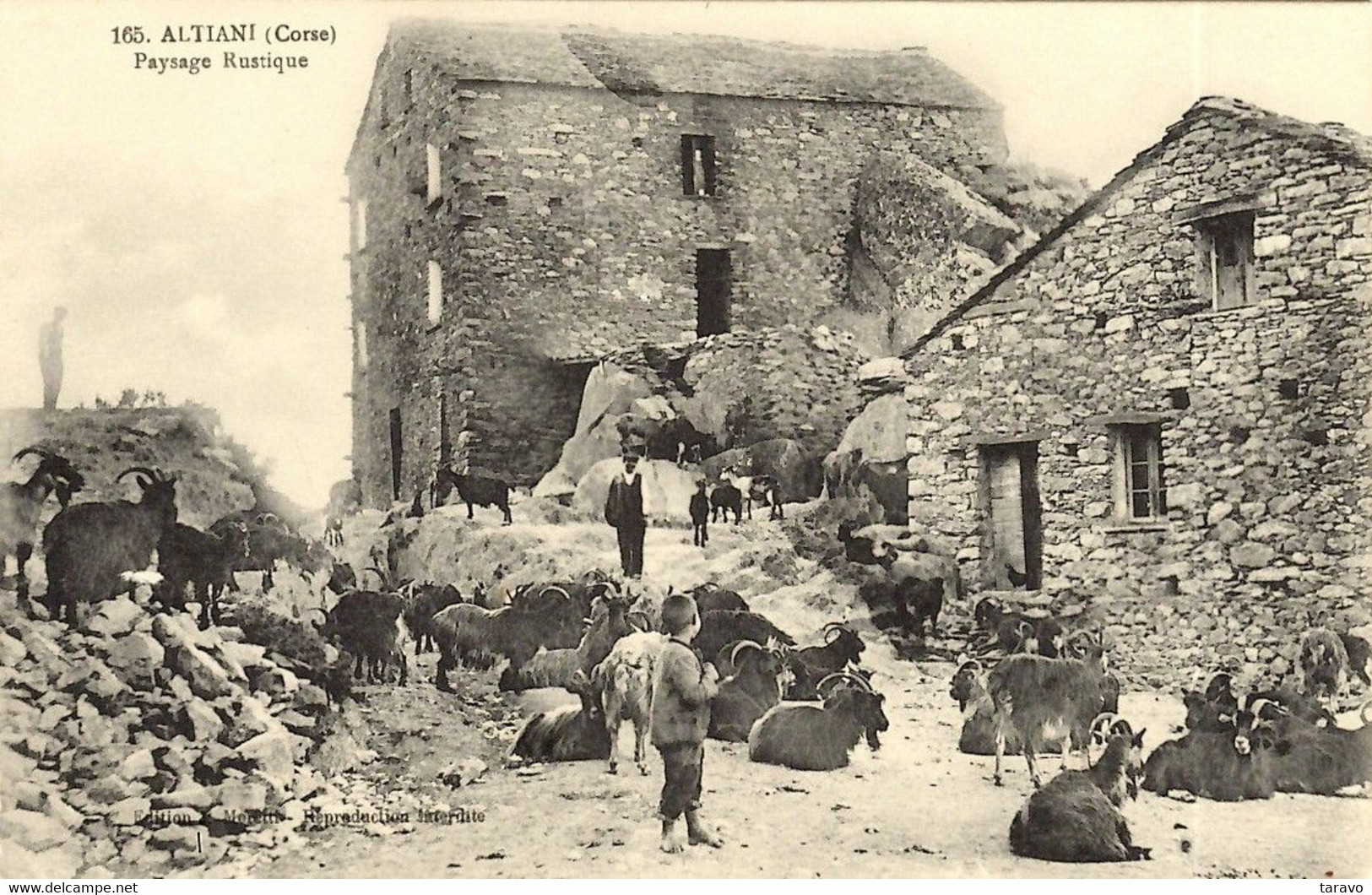 CORSE - ALTIANI (près De CORTE Et VENACO) - Bergers - Chèvres - Andere & Zonder Classificatie