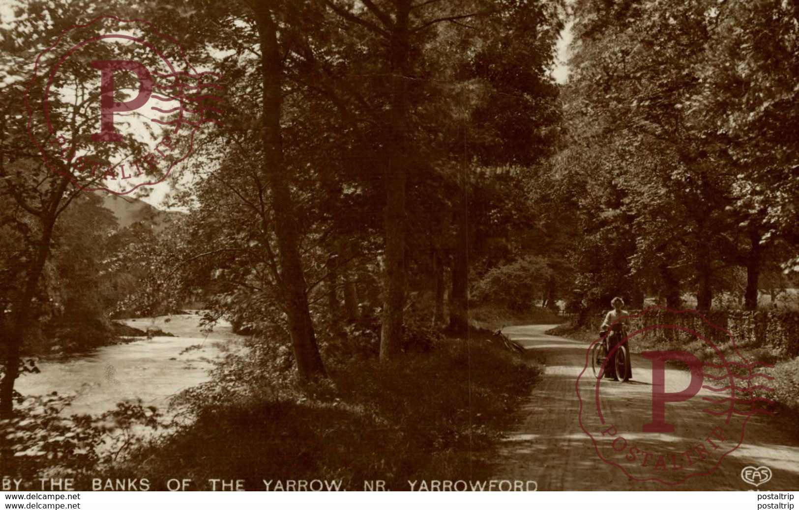 RPPC THE BANKS OF THE YARROW NR YARROWFORD - Selkirkshire