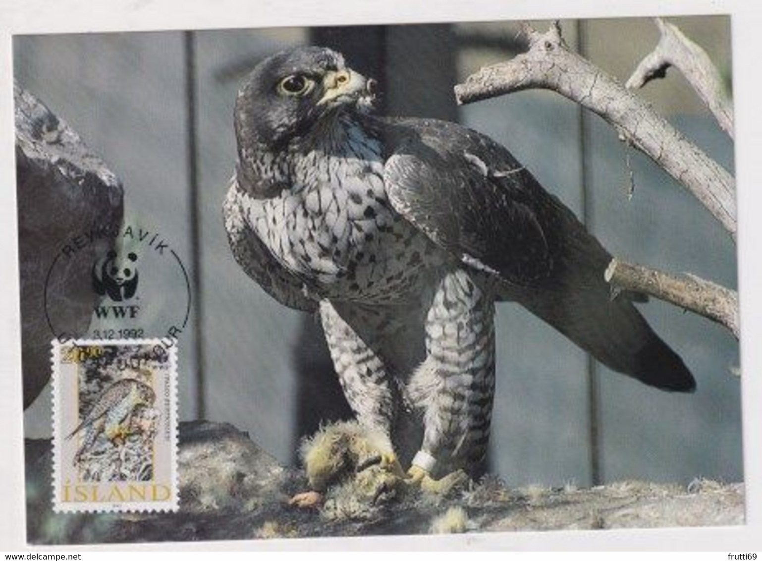 MC 034318 ISLAND - Gyrfalcon - Maximumkarten