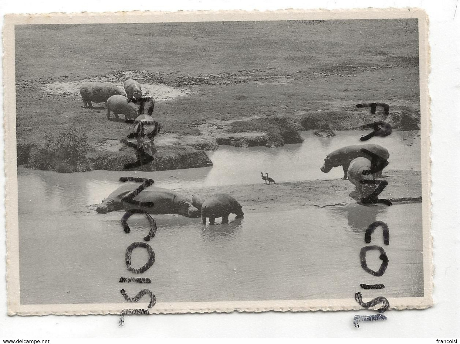 Hippopotames Et Oies D'Egypte. Bugugu Plaine Du Lac Edouard. NELS - Hippopotamuses