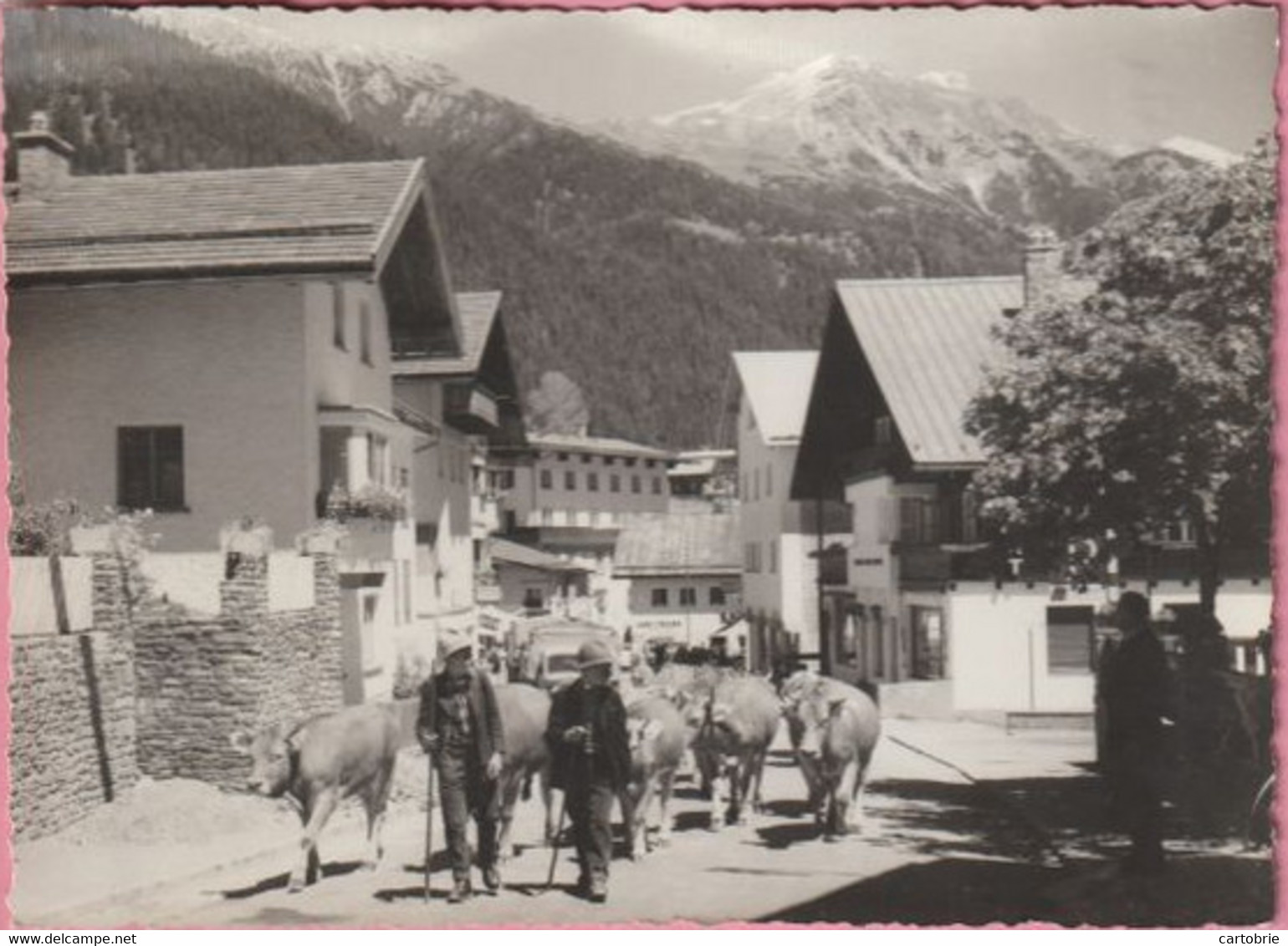 Autriche - Tyrol - ST. ANTON Am ARLBERG - 1304 M - (vaches, Transhumance ?) - St. Anton Am Arlberg