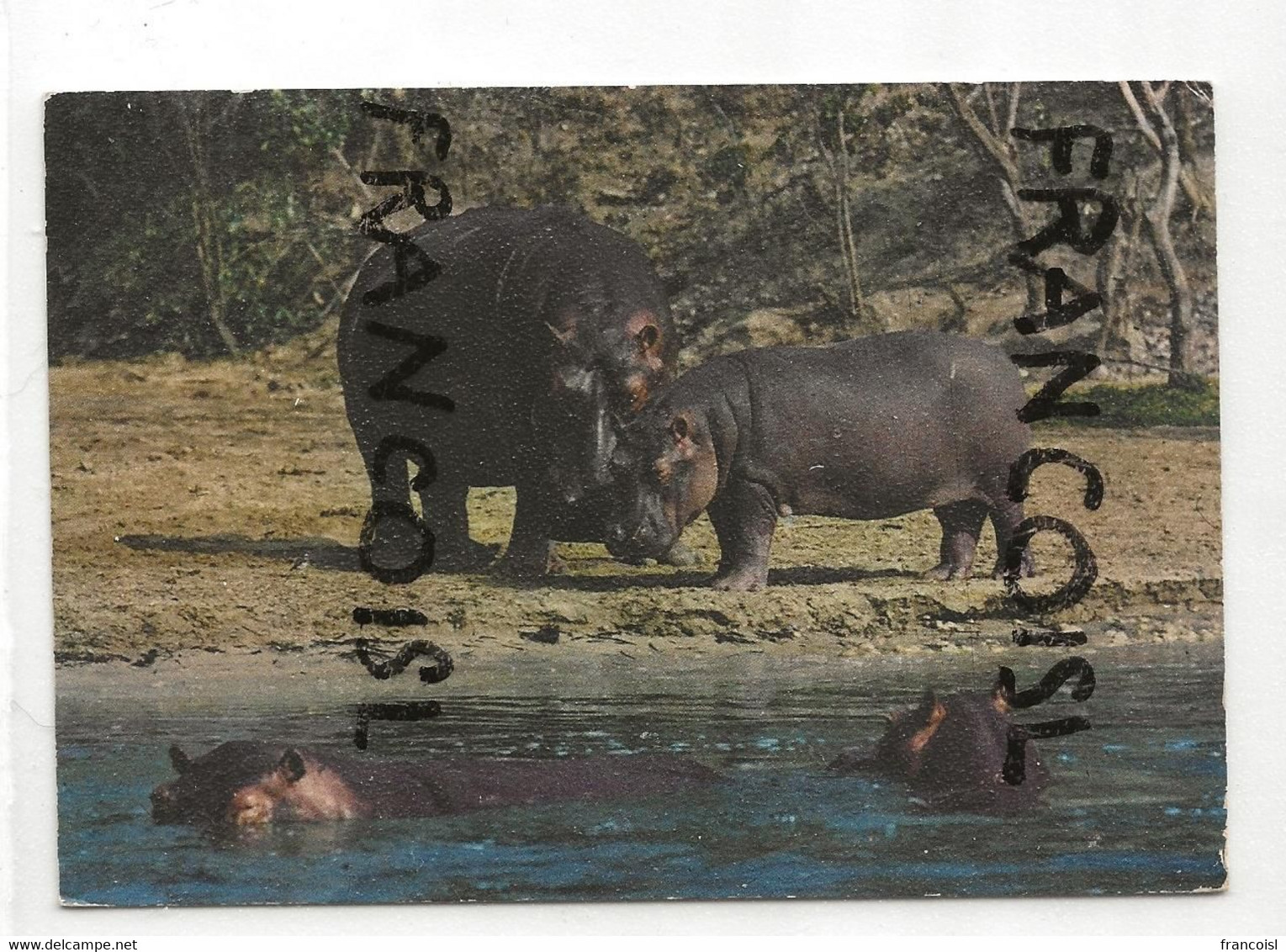 Hippopotames. East Africa. ELITE. 1982 - Hippopotamuses