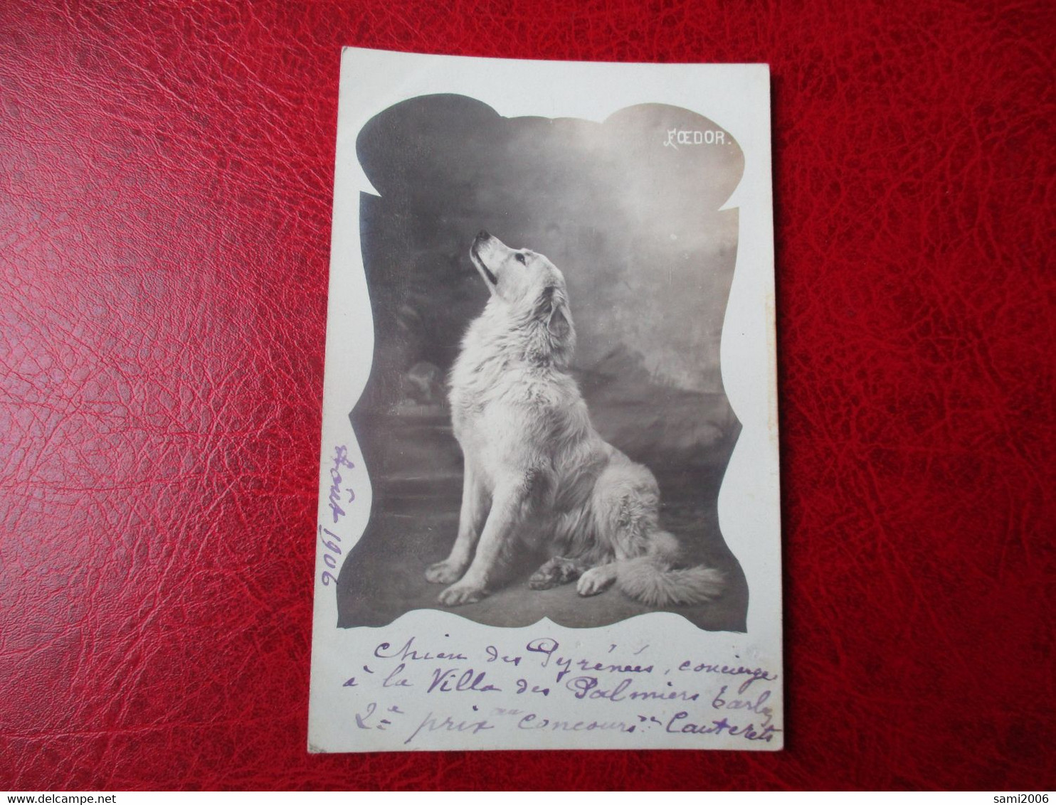 CPA PHOTO 1906 CHIEN DES PYRENEES FEODOR - Honden