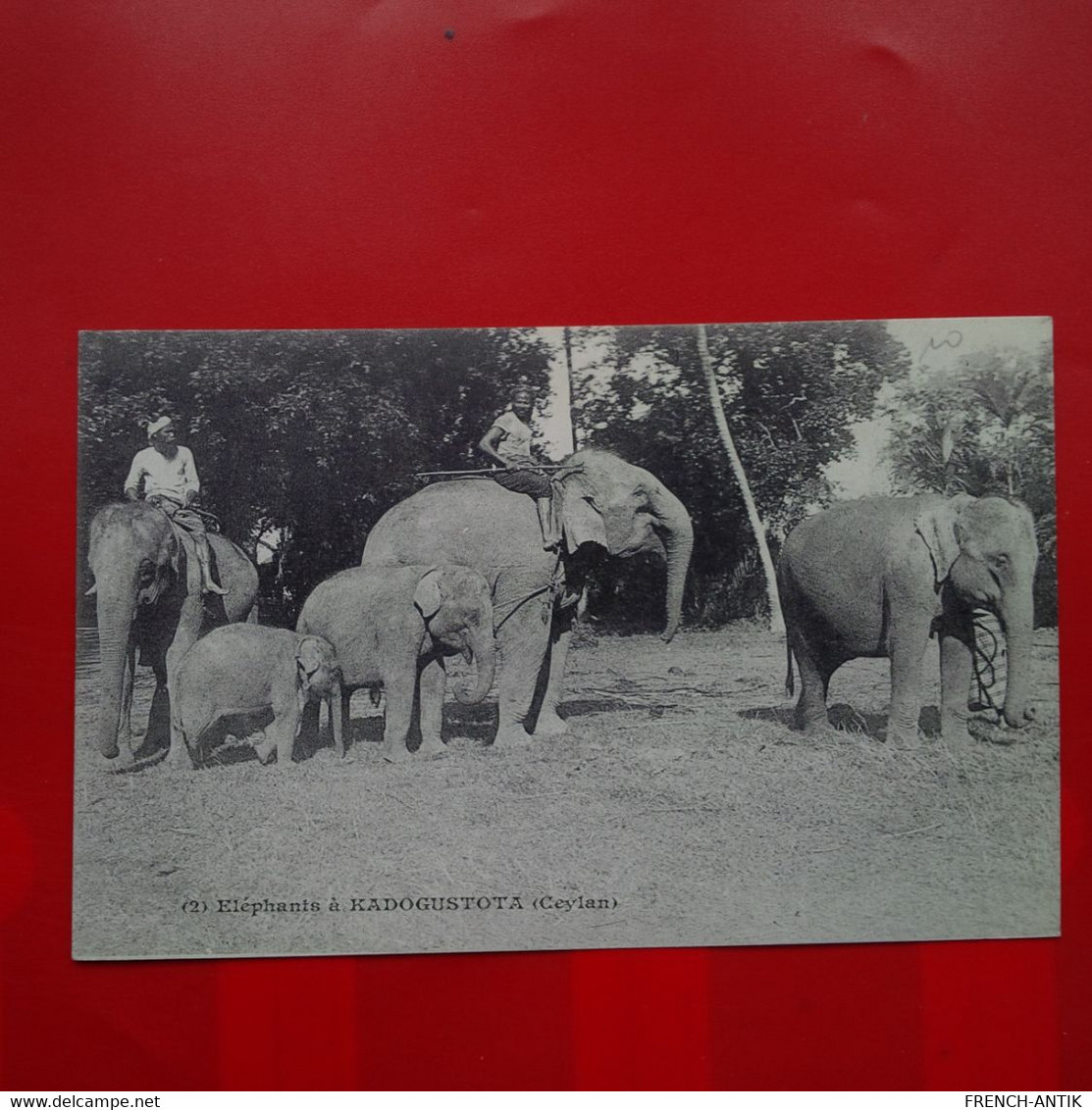 ELEPHANTS A KADOGUSTOTA CEYLAN - Sri Lanka (Ceilán)