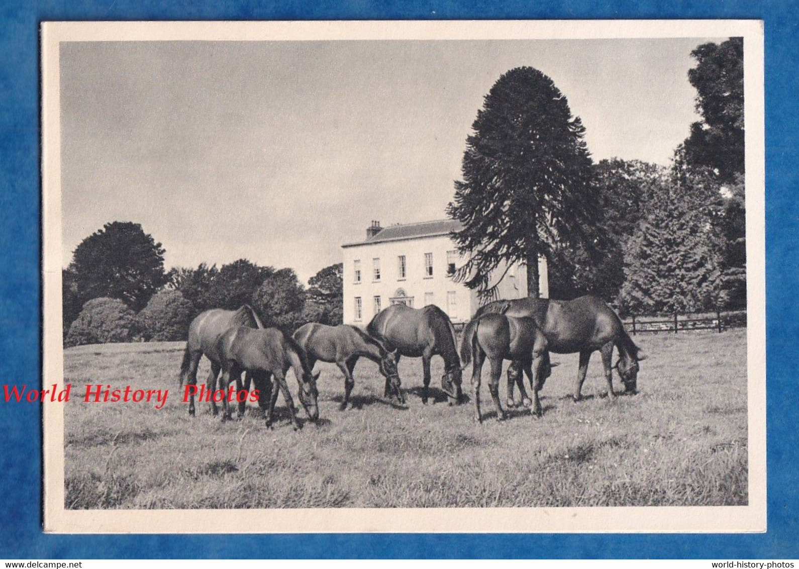 Carte Ancienne Qui S'ouvre - WICKLOW - Ballykeane Stud Farm - Best Wishes For Christmas From Eric R. MIVILLE - Wicklow