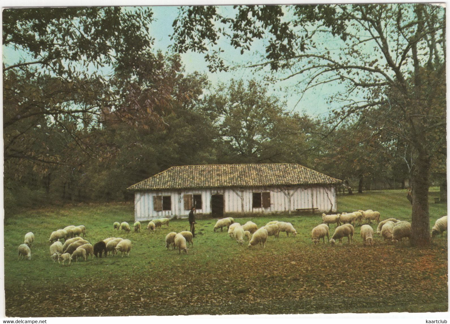 Sabres - Ecomusée De La Grande Lande 'Marqueze' - Maison Des Domestiques - (40, France) - Mouton/Sheep - Sabres