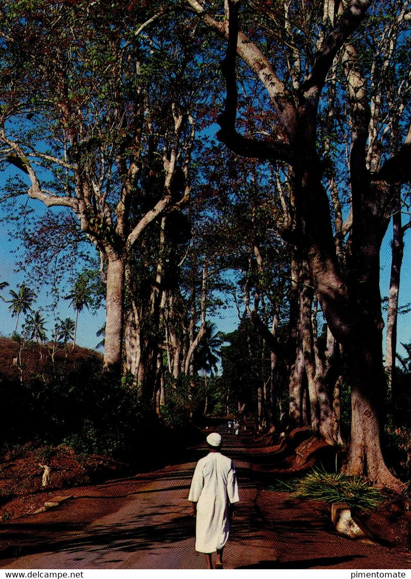 MAYOTTE PAYSAGE DE BROUSSE - Mayotte