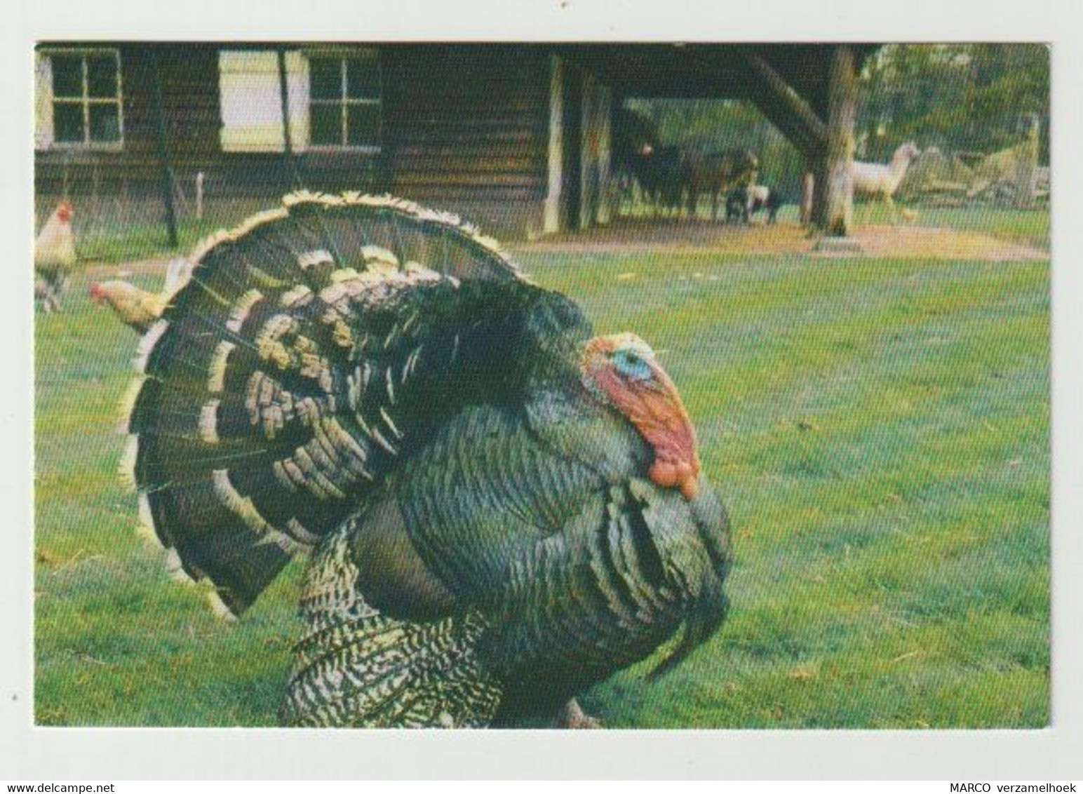 Postcard-ansichtkaart: Stichting Vrienden Van Het Hertenkamp En Vogelpark Helmond (NL) 1987 - Helmond