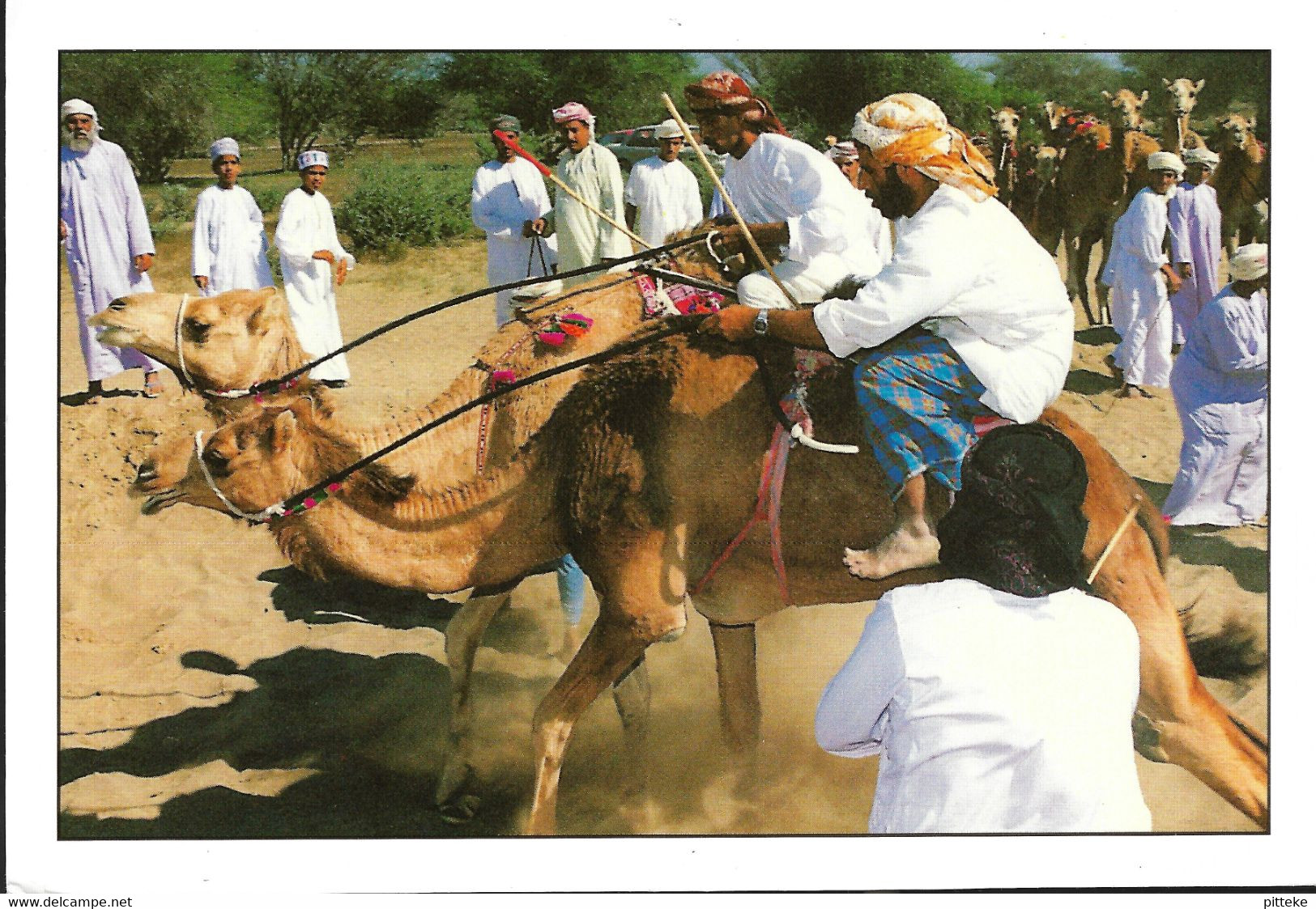 Kamelenrace - Oman