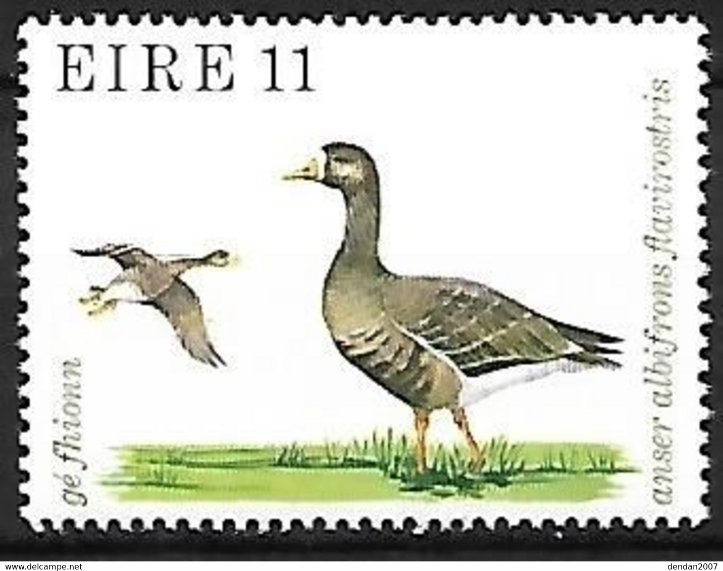 Ireland - MNH ** 1979 : Greater White-fronted Goose   - Anser Albifrons - Geese