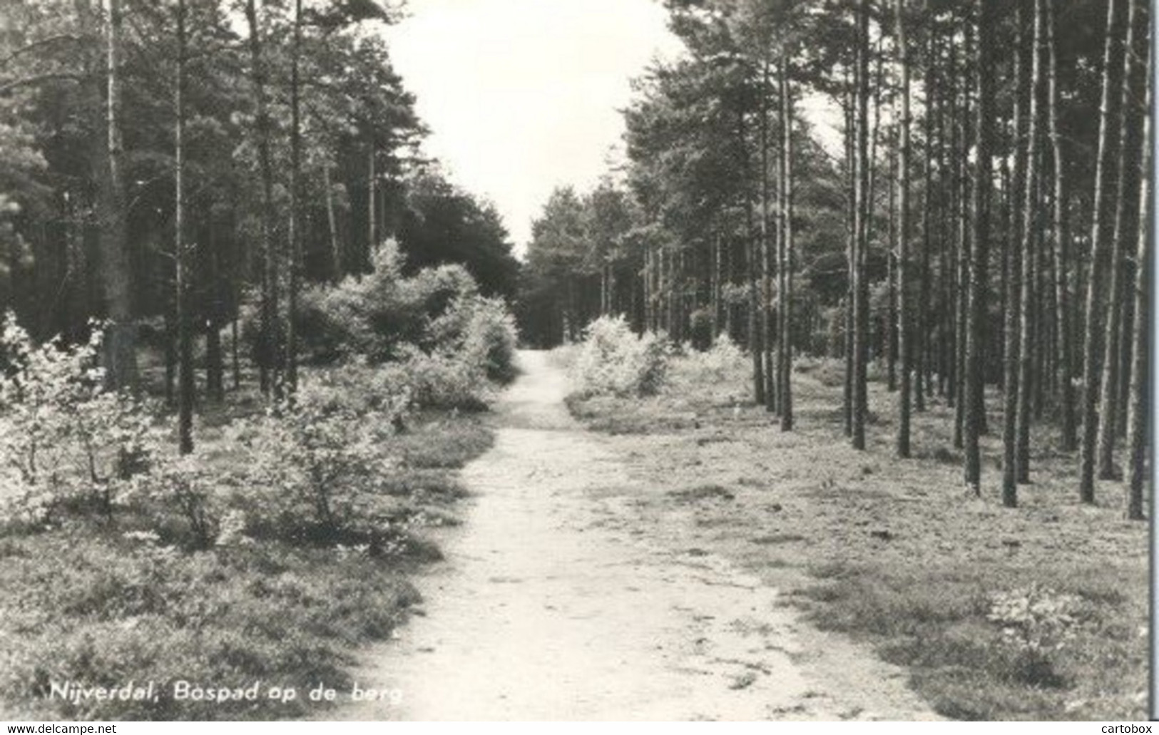 Nijverdal, Bospad Op De Berg. - Nijverdal