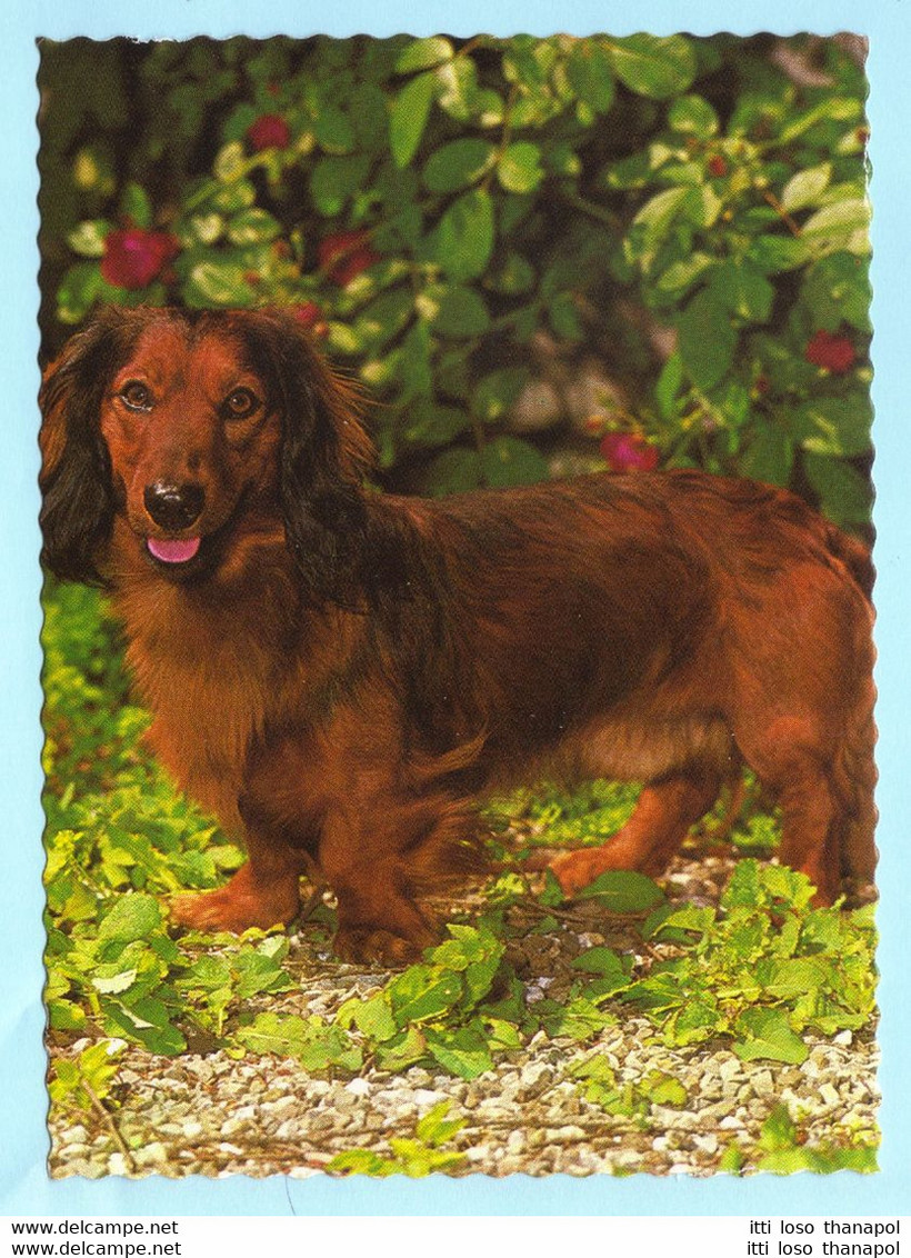 TIERE --- BRD - Hunde - Langhaardackel --- Druck Auf Dünnen Karton --- AK Postcard Cover (2 Scan)(13979AK) - Hunde